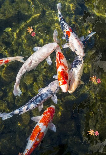 poisson