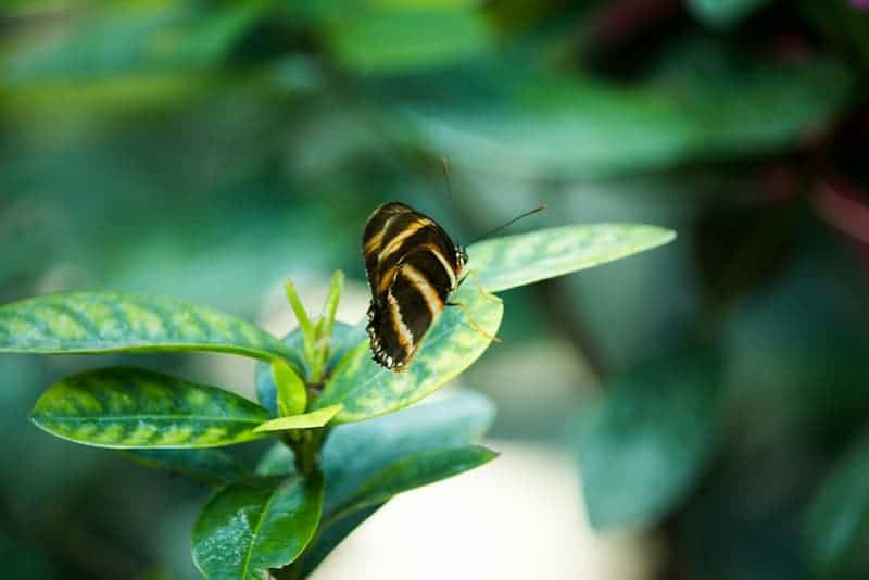 creer un jardin sauvage