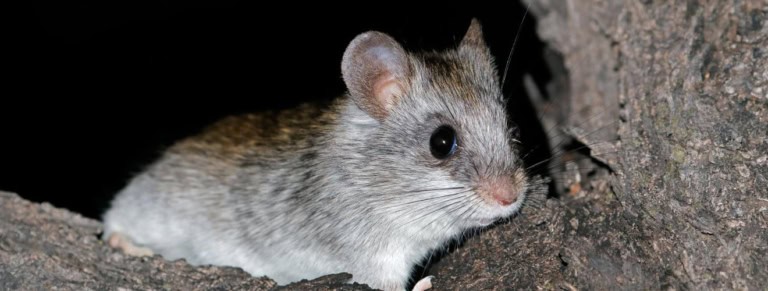 nuisible mur