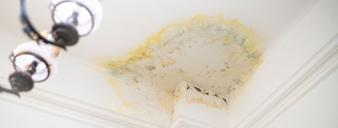 reparation plafond degat des eaux