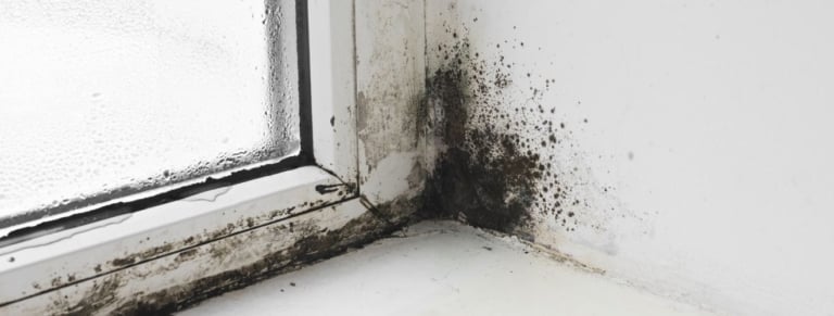 moisissure fenetre