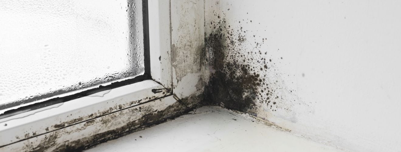 moisissure fenetre