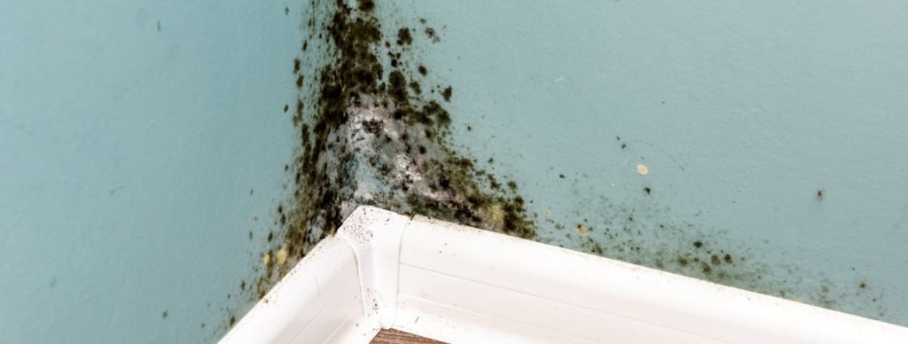 Logement insalubre et moisissures : quels recours pour protéger sa santé et faire valoir ses droits