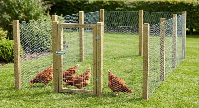 poules jardin pelouse abimee solutions exterieur