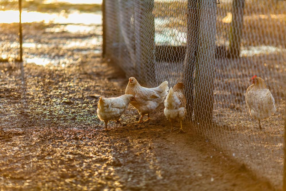 poules jardin pelouse abimee solutions exterieur