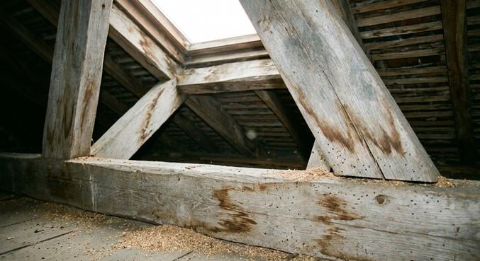 chien assis ardoises signes renovation toiture