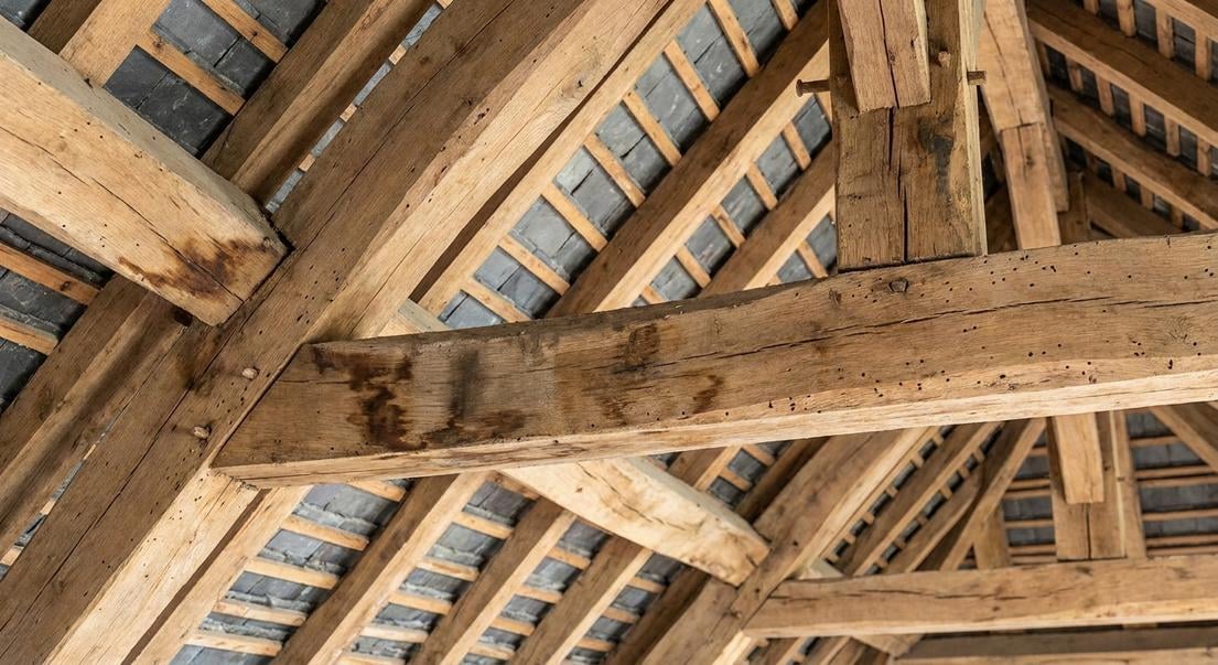 chien assis ardoises signes renovation toiture