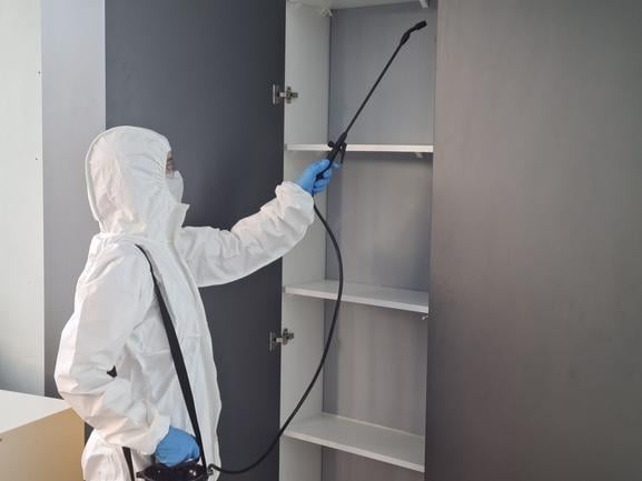 animal mort mur solutions rapides durables