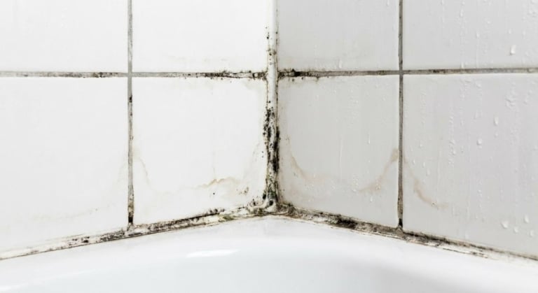 Fuite d&rsquo;eau et apparition de champignons : quels risques pour votre logement et votre santé ?