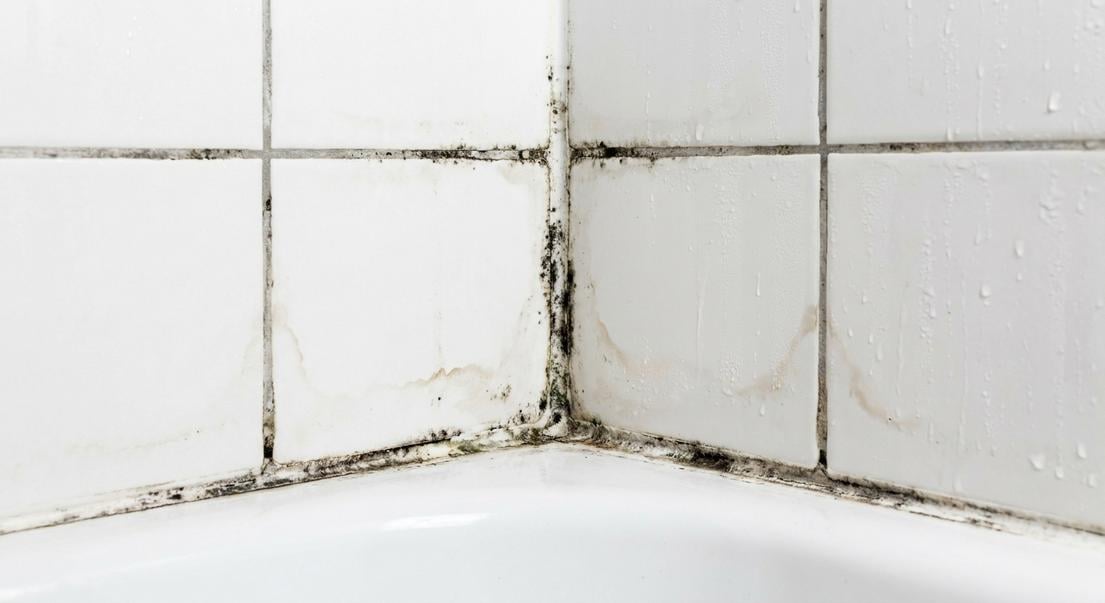 fuite eau apparition champignons risques logement sante