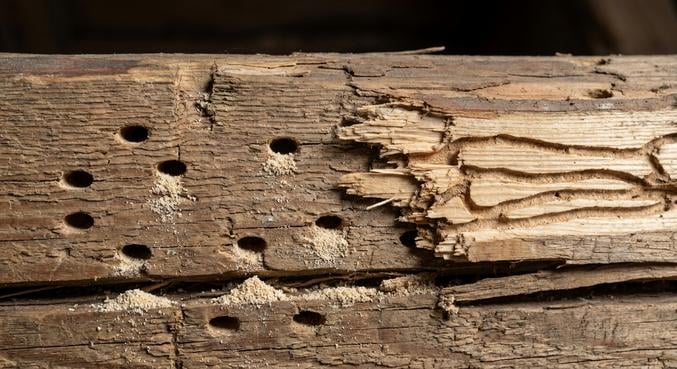 capricorne maisons reconnaitre infestation eviter arnaques