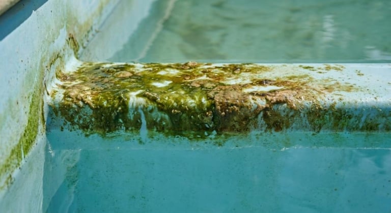 Ligne d&rsquo;eau piscine verte : causes et solutions efficaces