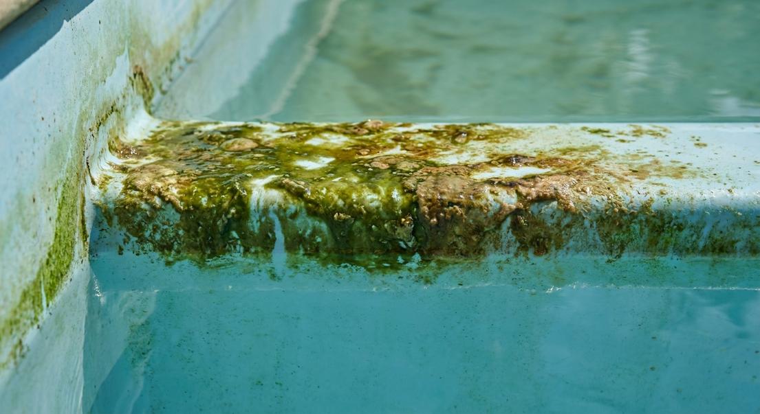 ligne eau piscine verte causes solutions