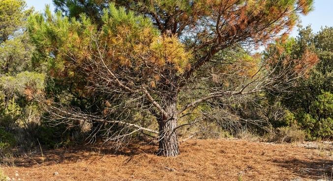 nematode pin risques arbres proteger jardin
