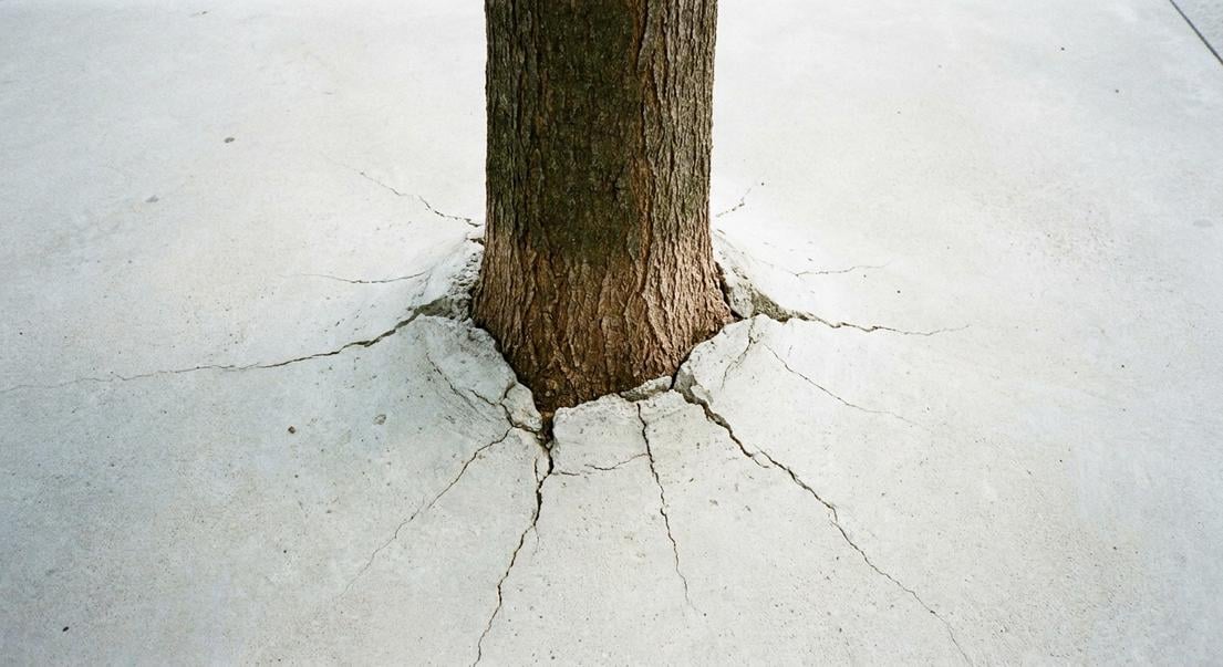 arbre pris dalle beton risques solutions