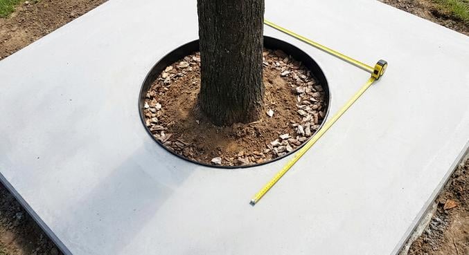 arbre pris dalle beton risques solutions