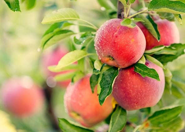 kaolin arbres fruitiers application