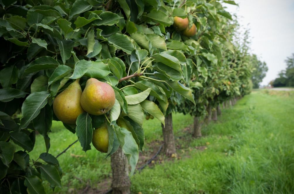 kaolin arbres fruitiers application