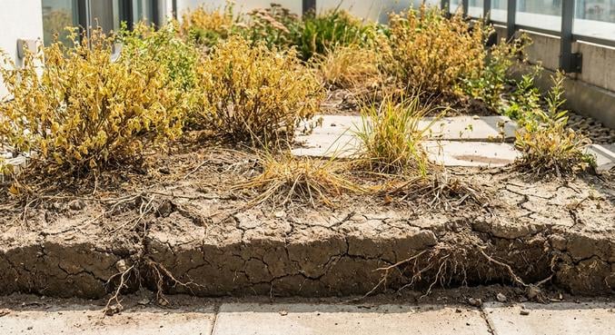 secheresse jardin location responsable plantations abimees